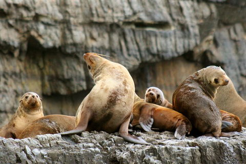 Tasman Island Cruises And Port Arthur Historic Site Day Tour From Hobart - New South Wales Tourism  1