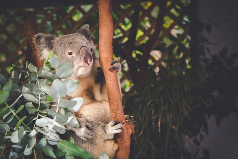 Small-Group Blue Mountains Day Trip From Sydney With Wildlife Park - New South Wales Tourism  2