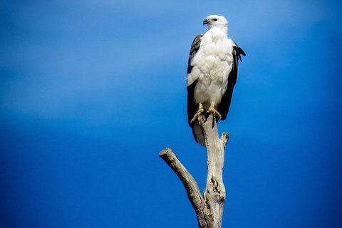 Kangaroo Island 75-Minute Ocean Safari - New South Wales Tourism  0