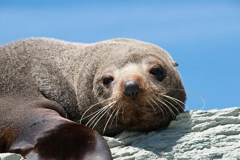 Kangaroo Island 75-Minute Ocean Safari - New South Wales Tourism  1