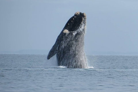 Kangaroo Island 75-Minute Ocean Safari - New South Wales Tourism  2