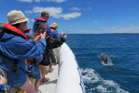 Kangaroo Island 75-Minute Ocean Safari - New South Wales Tourism  3