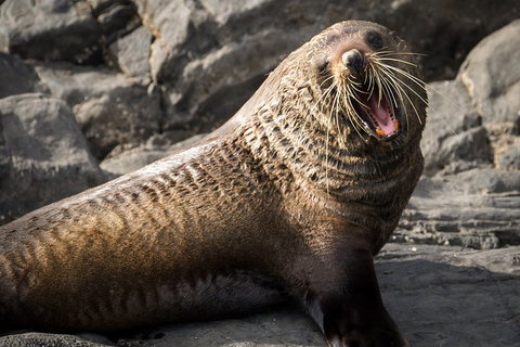 Kangaroo Island 75-Minute Ocean Safari - New South Wales Tourism  5