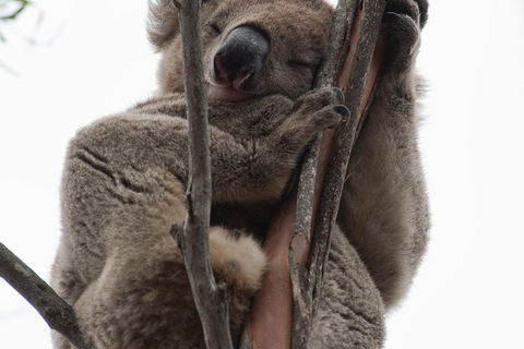 2-Day Kangaroo Island 4WD Small-Group Tour From Adelaide - New South Wales Tourism  0