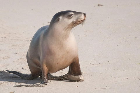 2-Day Kangaroo Island 4WD Small-Group Tour From Adelaide - New South Wales Tourism  4