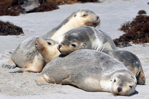 Small-Group Kangaroo Island 4WD Tour From Adelaide - New South Wales Tourism  1