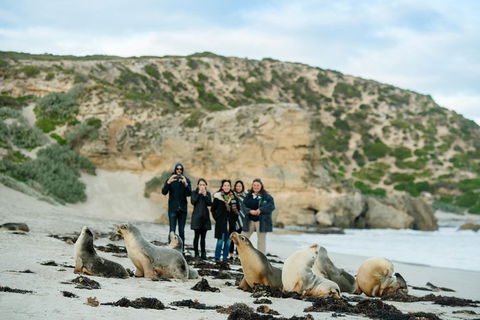 Small-Group Kangaroo Island 4WD Tour From Adelaide - New South Wales Tourism  4