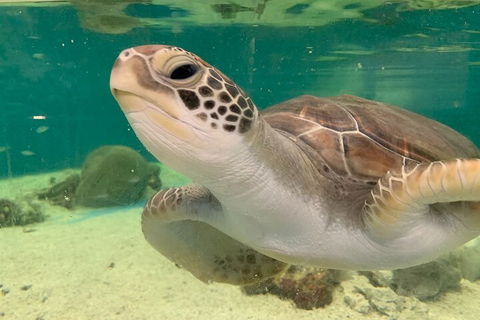 Cairns Aquarium Marine Life Encounter Ticket With 2-Course Lunch - New South Wales Tourism  0