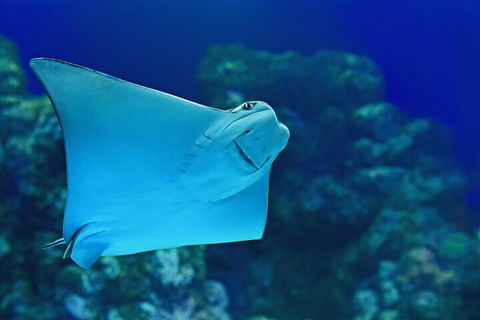 Cairns Aquarium Marine Life Encounter Ticket With 2-Course Lunch - New South Wales Tourism  4