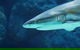 Cairns Aquarium Family Ticket - thumb 5
