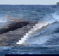 Whale Watching by Sea World Cruises - New South Wales Tourism 