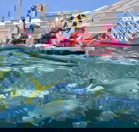 Outer Reef Pontoon Experience from Cairns - New South Wales Tourism 