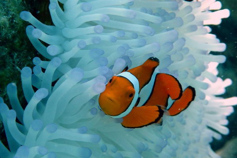 Seastar Luxury Outer Great Barrier Reef Island And Reef Tour From Cairns - New South Wales Tourism  0