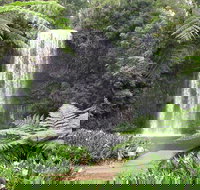 Private Daintree and Cape Tribulation Tour from Port Douglas - New South Wales Tourism 