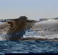 Sydney Whale-Watching Cruise Including Lunch or Breakfast - New South Wales Tourism 