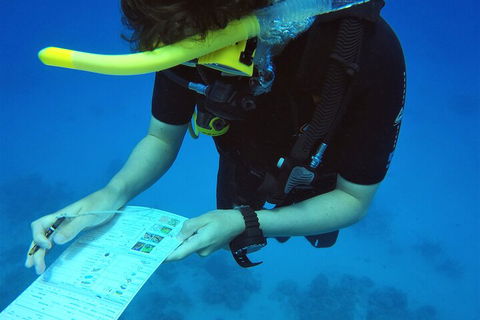 12-Day Great Barrier Reef Marine Conservation Program From Cairns - New South Wales Tourism  2