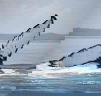 Hervey Bay Whale Watching Cruise - New South Wales Tourism 