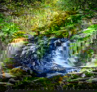 Day Tour in Mt. Field Mt. Wellington Bonorong Wildlife Sanctuary and Richmond - New South Wales Tourism 