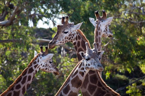 Werribee Open Range Zoo General Admission Ticket - New South Wales Tourism  0