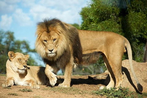 Werribee Open Range Zoo General Admission Ticket - New South Wales Tourism  1
