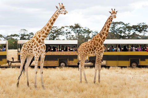Werribee Open Range Zoo General Admission Ticket - New South Wales Tourism  2