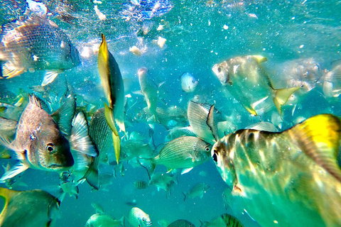 Moreton Island Day Trip (Kayak, Snorkel & Sandboard) Frm Brisbane Or Gold Coast - New South Wales Tourism  1