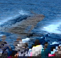 Tangalooma Island Resort Whale Watching Day Cruise - New South Wales Tourism 