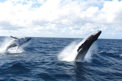 Tangalooma Island Resort Whale Watching Day Cruise With Dolphin Feeding - New South Wales Tourism  1