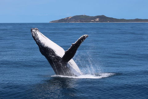 Tangalooma Island Resort Whale Watching Day Cruise With Dolphin Feeding - New South Wales Tourism  3
