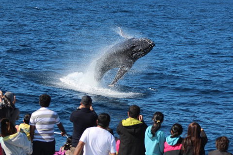 Tangalooma Island Resort Whale Watching Day Cruise With Dolphin Feeding - New South Wales Tourism  5