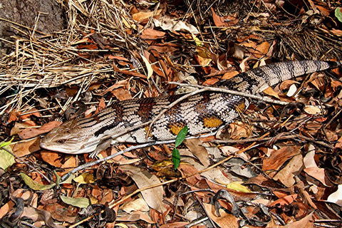 Hartley's Crocodile Adventures General Entry Ticket - New South Wales Tourism  5