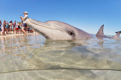 7-Day Exmouth Explorer Via Pinnacles Monkey Mia Ningaloo Reef Returning To Perth - New South Wales Tourism  1