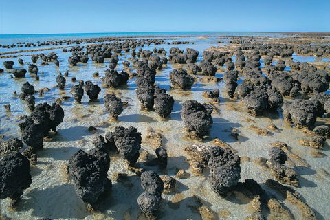 7-Day Exmouth Explorer Via Pinnacles Monkey Mia Ningaloo Reef Returning To Perth - New South Wales Tourism  3