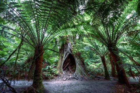 Small-Group Great Ocean Road And 12 Apostles Full-Day Tour From Melbourne - New South Wales Tourism  4