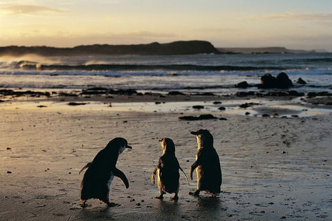Small-Group Phillip Island Day Trip From Melbourne With Penguin Plus Viewing - New South Wales Tourism  2