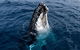 Phillip Island Whale Watching Tour - thumb 0
