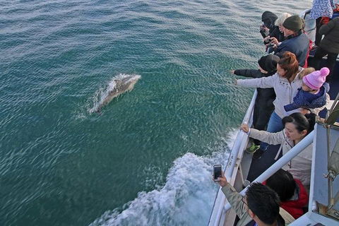 Phillip Island Whale Watching Tour - New South Wales Tourism  5