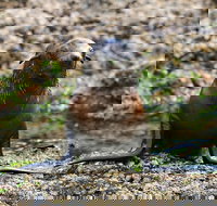 Phillip Island Seal-Watching Cruise