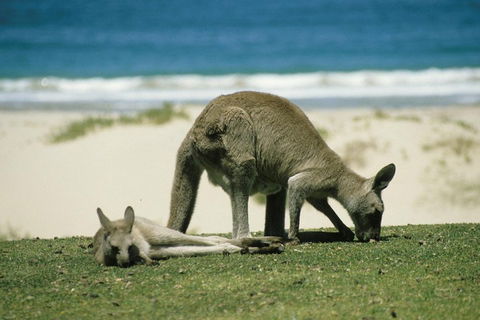 Great Ocean Road Highlights Tour - 2 Days, 1 Night - New South Wales Tourism  2