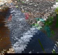 Phillip Island Penguin and wildlife Tour - New South Wales Tourism 