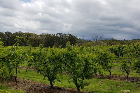 Yarra Valley Wineries And Rayners Orchard Tour From Melbourne - New South Wales Tourism  4