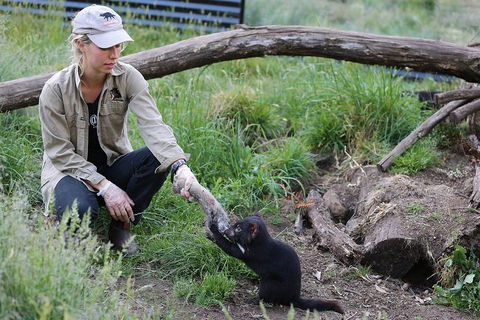 After Dark Tasmanian Devil Feeding Tour At Cradle Mountain - New South Wales Tourism  1