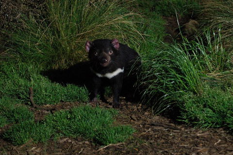 After Dark Tasmanian Devil Feeding Tour At Cradle Mountain - New South Wales Tourism  4