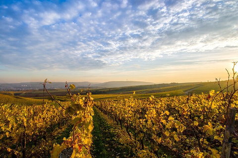 Wine Tours Sydney - Southern Highlands Day Escape, Full Day Wine Tasting Tour - New South Wales Tourism  1