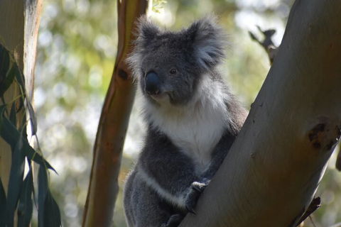 Full-Day Bus Tour Phillip Island Wildlife And Brighton Beach - New South Wales Tourism  0