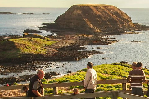 Full-Day Bus Tour Phillip Island Wildlife And Brighton Beach - New South Wales Tourism  2