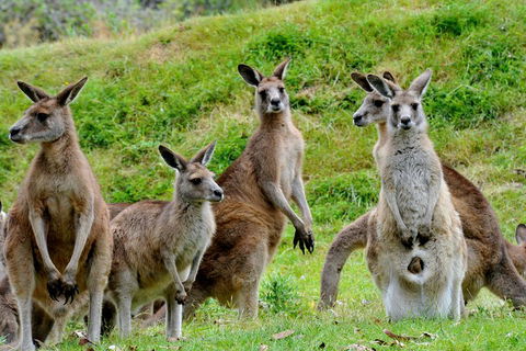 Full-Day Bus Tour Phillip Island Wildlife And Brighton Beach - New South Wales Tourism  4