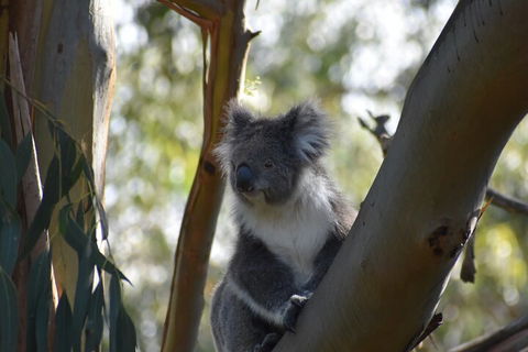 Healesville Sanctuary And Phillip Island Wildlife Bus Tour - New South Wales Tourism  0