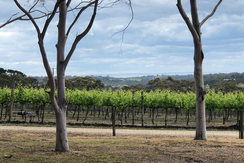 Yarra Valley Wine Tour Inc Lunch With A Glass Of Wine, Tastings And Chocolate - New South Wales Tourism  3