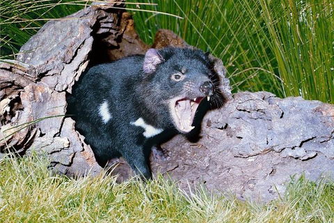 Private Blue Mountains Tour With Kangaroo And Koala Experience - New South Wales Tourism  0